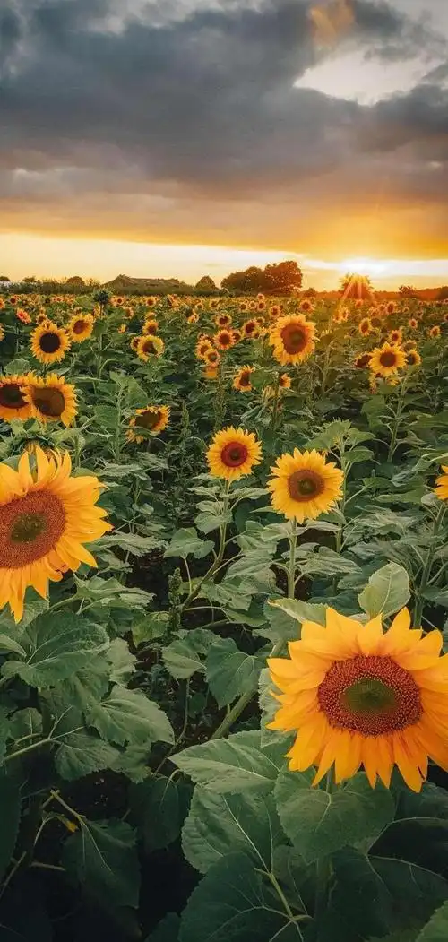 全面屏手机高清壁纸