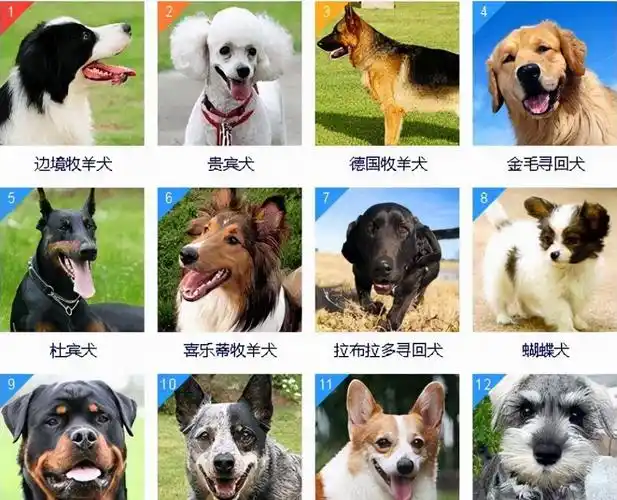 狗狗智商排名前8位都是聪明的犬种秒懂主人的意思