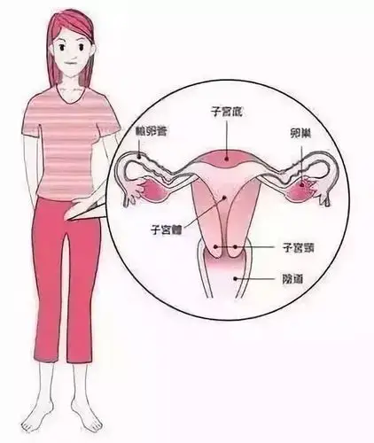 子宫不好的女人,身体会发出这7个信号!_女性
