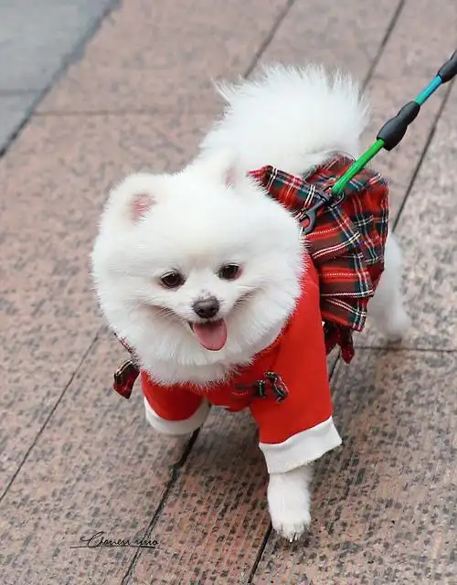 可爱的小狗狗 - 查大叔 - 图虫