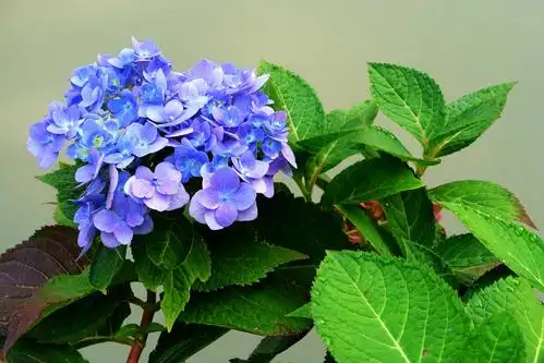 绣球花,给你一个五彩的夏梦