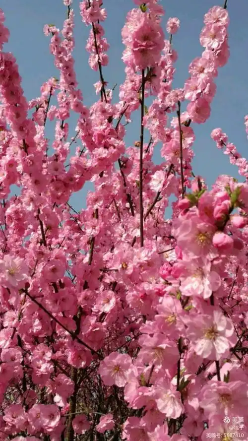 桃花艳!桃花美!桃花满天飞!桃花遍地红!三月桃花笑春风!