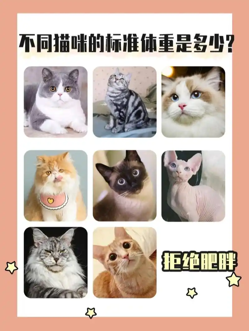 英短: 成年标准体重:母猫:4-55kg, 公猫:6-75kg 英短由于五短身材