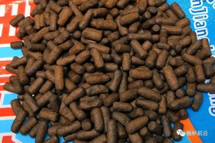 鳜鱼饲料已经成熟,但养殖管理还需硬功夫!