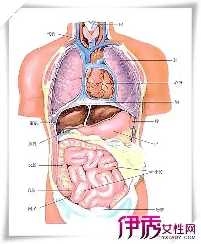 【人体肝脏位置示意图】【图】人体肝脏位置示肝的位置在5到9肋骨之间