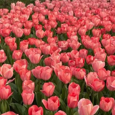 ins风玫瑰花头像唯美图片大全 浪漫复古意境超火玫瑰花背景图头像