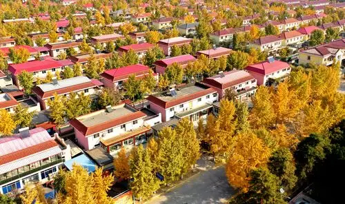 韩村河银杏醉美游人