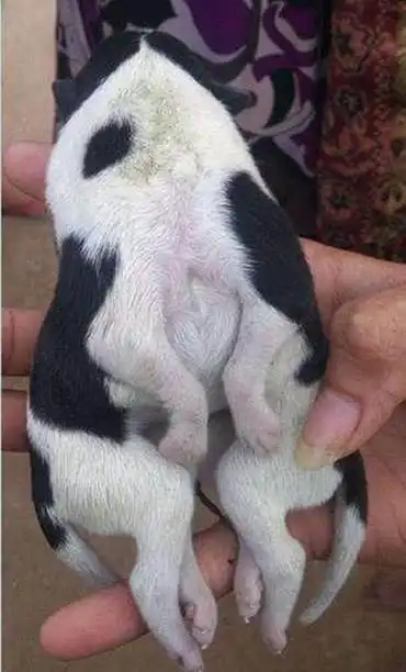 还有一位兽医专家表示,一般这种畸形状况都是十分严重的,也会带有许多