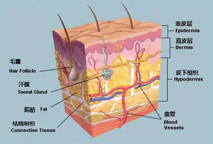 毛孔为什么会堵塞脸部毛孔堵塞怎么疏通清理