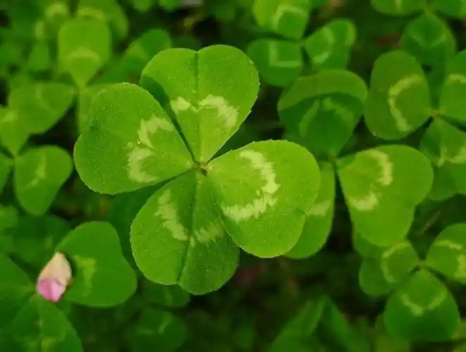 四叶草的含义是什么
