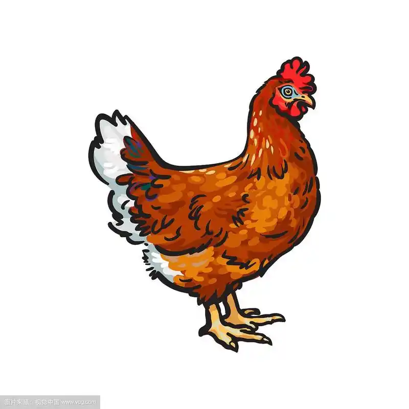 手绘鸡孤立