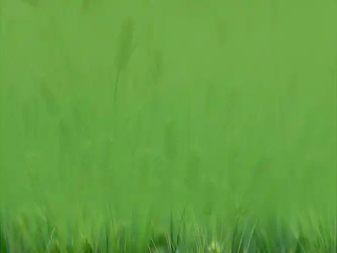 绿色ppt背景图片,网页绿色背景素材