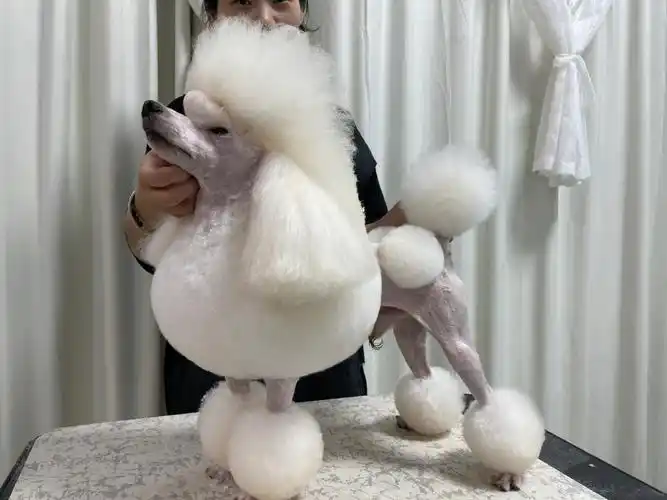 福州贵宾犬欧陆造型#福州宠物美容