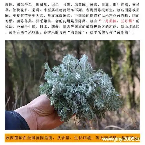 茴陈的功效与作用