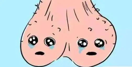 阴囊是男性的外生殖器官,位于阴茎根部下方,是一个薄而柔软的多层结构