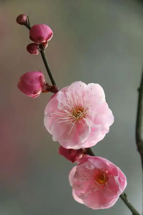 独自不凝寒,情缘梅花时.