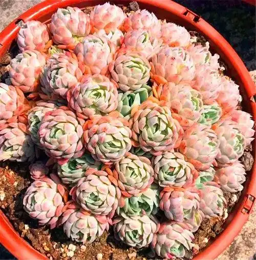 最有仙气的多肉冰梅,夏季养护"3不要",学会了轻松度夏颜色美