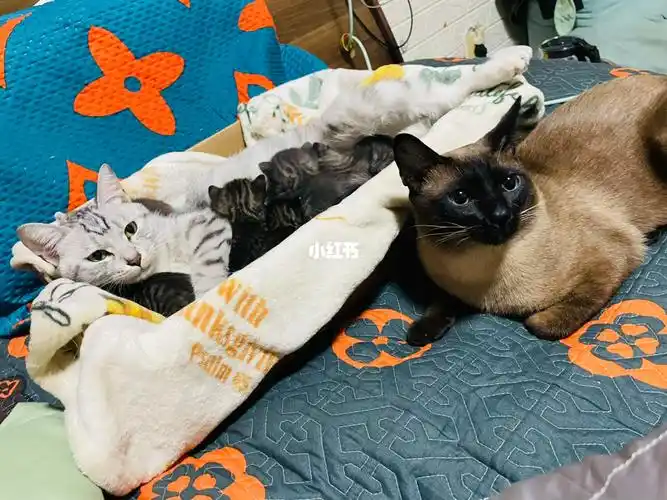 不知道什么时候才能知道眼睛什么颜色,但愿有像爸爸蓝眼睛的宝贝#猫