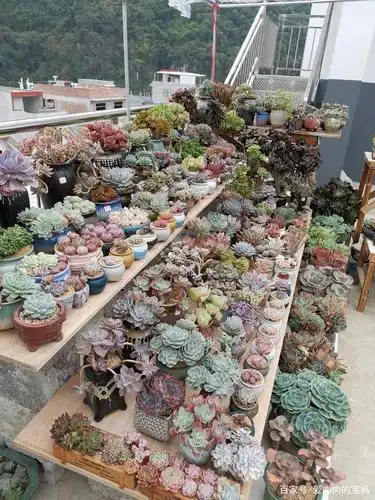 了,为了让肉肉岀状态,经过几天的努力,在楼顶临时搭建了一个多肉花园