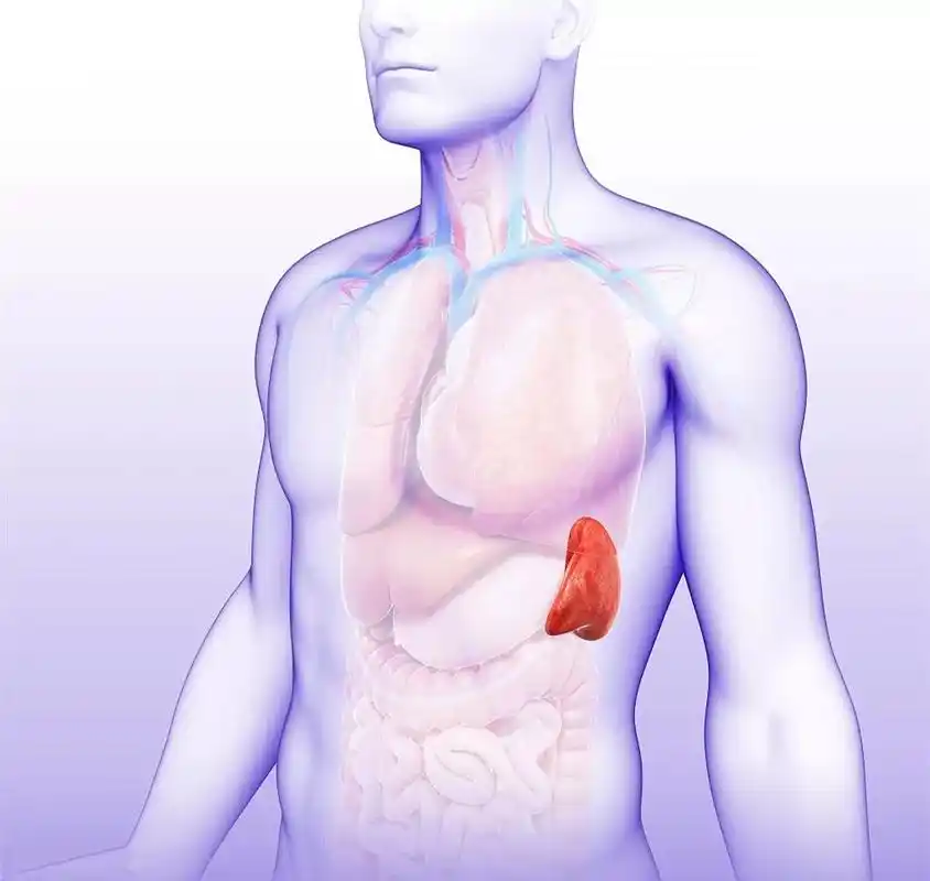脾有病,人就废一半!脾衰比肾虚更可怕,99%的人都不知道!