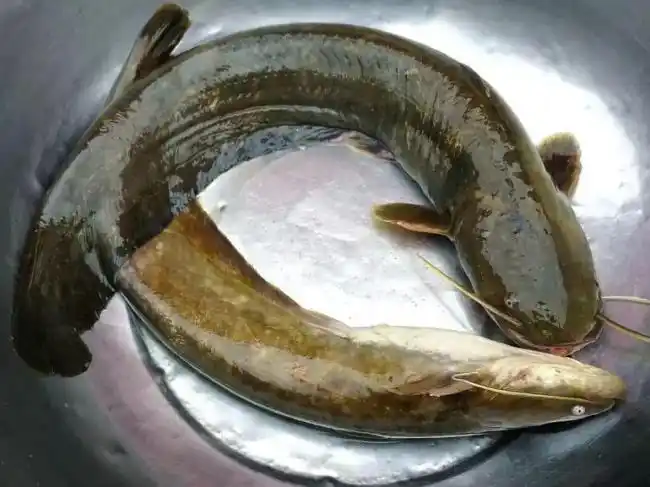 胡子鱼家常做法(胡子鱼怎么做好吃)_大全-幸福起航