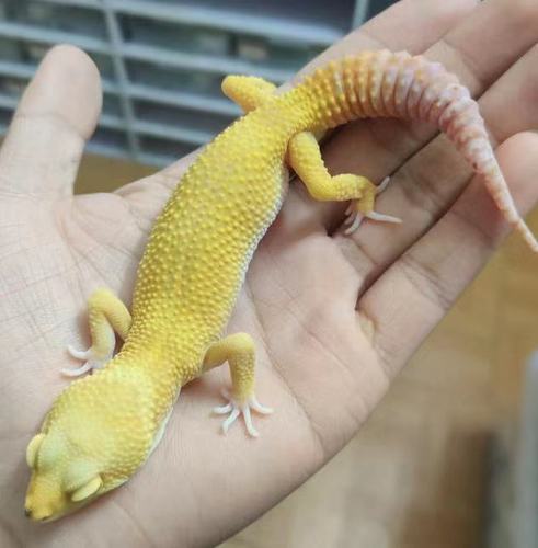 一折异宠_蜥蜴活物豹纹守宫新手入门懒人宠物爬虫易养异宠小型另类