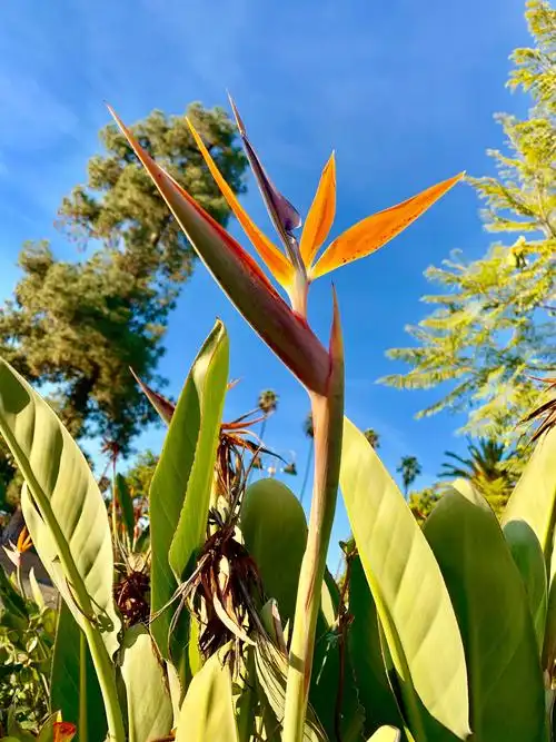 极端美丽的花名:天堂鸟