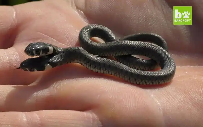 罕见的变异双头蛇,堪比奇幻电影里的怪物