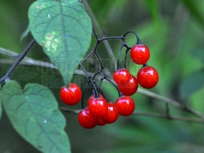 抗癌中草药:白英中药药性