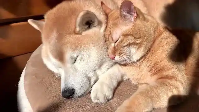 橘猫和柴犬的感情太好了,它们每天都要抱在一起睡觉,跟小情侣一样