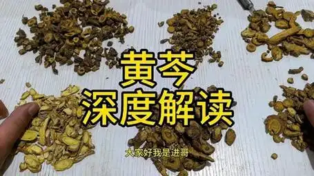 黄芩 深度解读 教你一些你能用到的知识