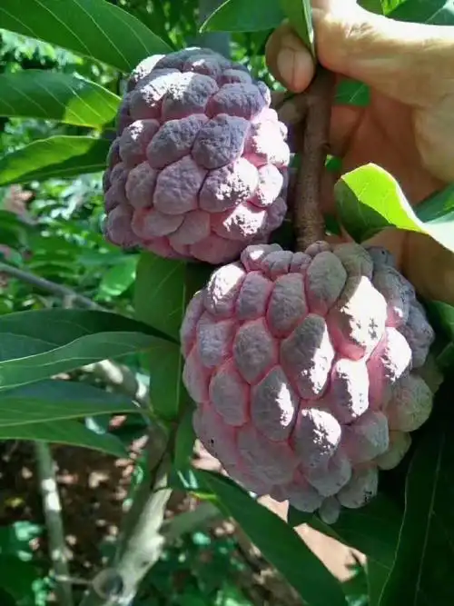 这个水果火了你还不知道吗