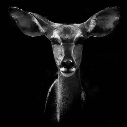 令人叹为观止的黑白动物摄影