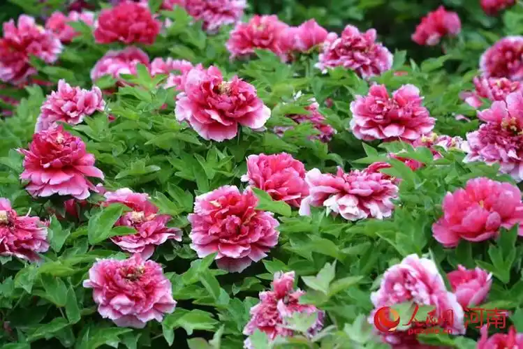 河南洛阳牡丹盛开 超1000个品种争奇斗艳--河南频道--人民网