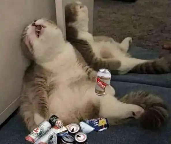 后来网友把猫咪喝醉酒的照片发到网上后,直接就给爆红了,还有很多ps