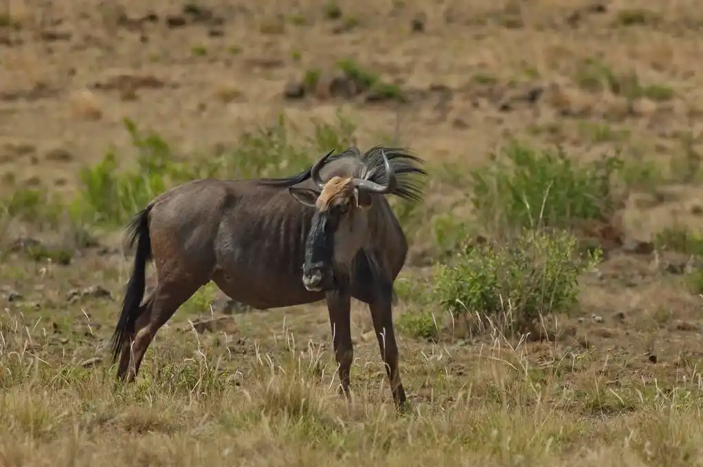 非洲蓝羚羊 (gnu)