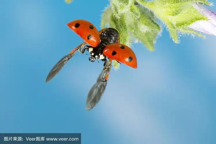 瓢虫在飞行