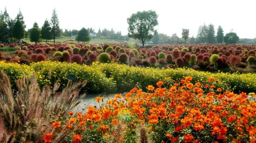 地肤花海,朦胧梦幻