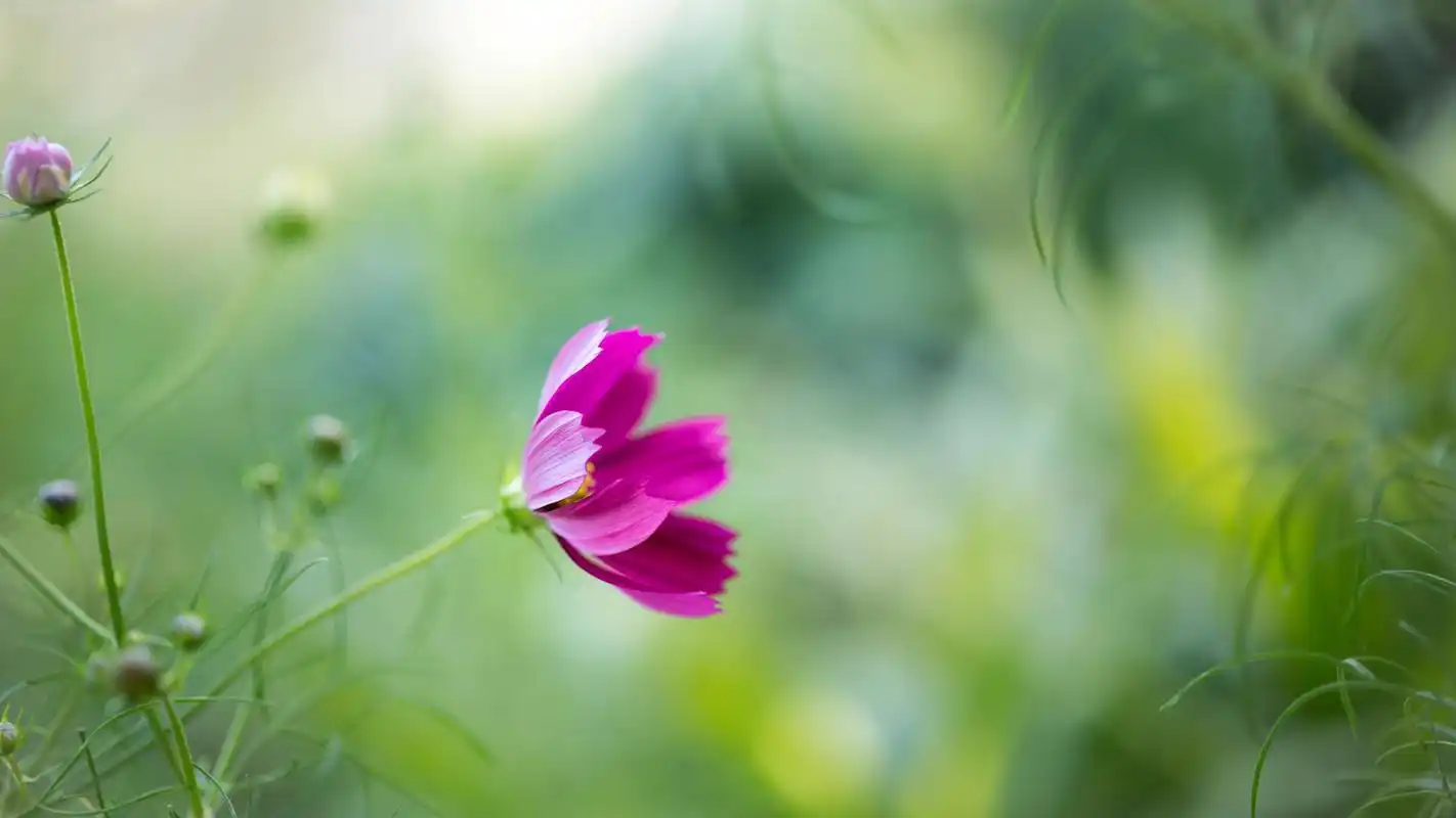 小清新绿色植物高清唯美护眼桌面壁纸