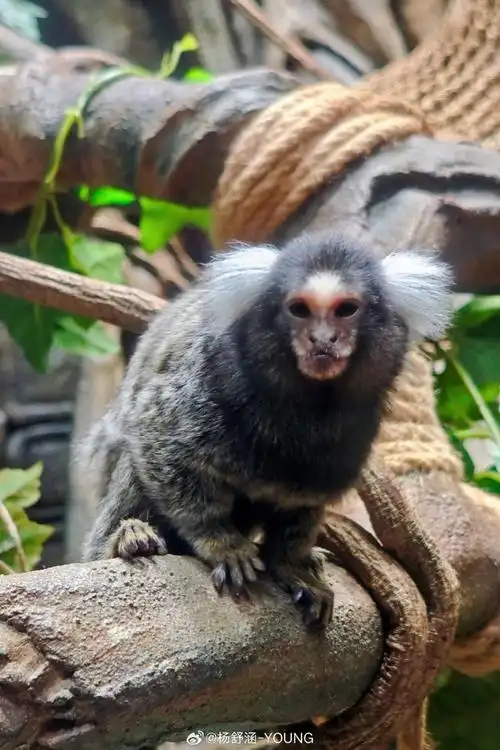 #度假酒店##海南旅行##海南旅游##海南旅游攻略##五星级酒店##带着微