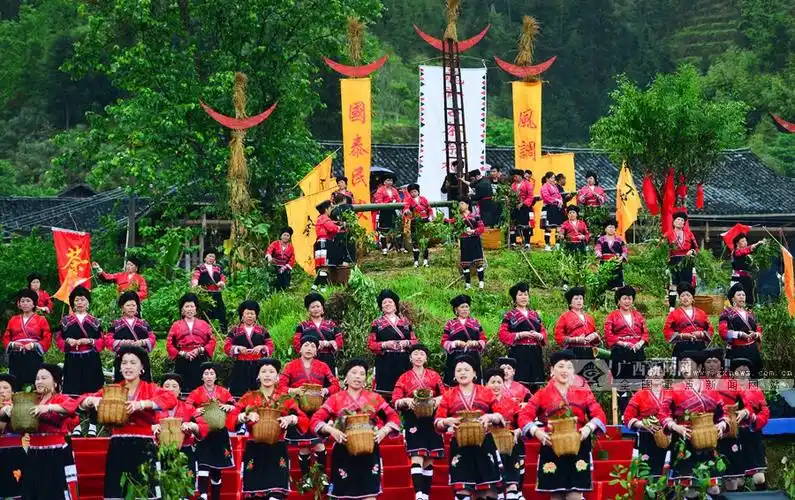 【高清组图】广西龙胜:古树茶文化引游人 (2/12)