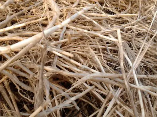 农家野生白茅根现挖现发去皮新鲜湿茅草根甜毛草根下火凉茶500克