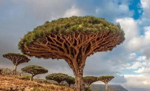 世界十大最美丽的树木 雪曼将军树位居第一