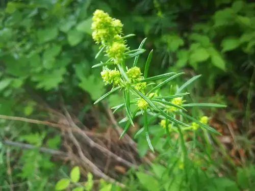 38.蓬子菜,茜草科
