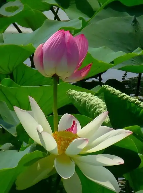 再拍水上荷花美