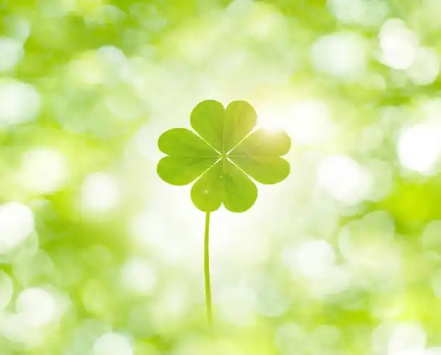 正面,自由,美景,叶子,阴影,朦胧,模糊,光线,影子,景观,绿叶,四叶草