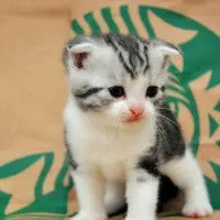 很萌很萌的小猫咪小猫咪qq头像