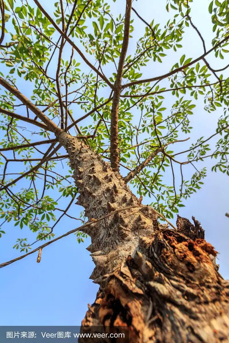 树干,木棉树,垂直画幅,选择对焦,无人