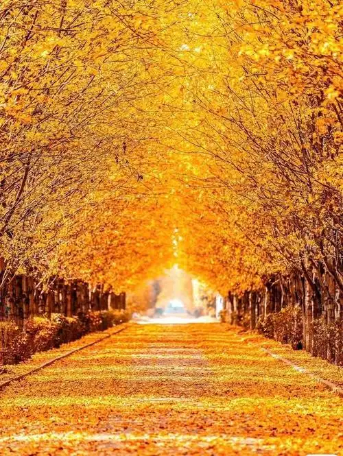 美图欣赏——大自然的金色瑰宝