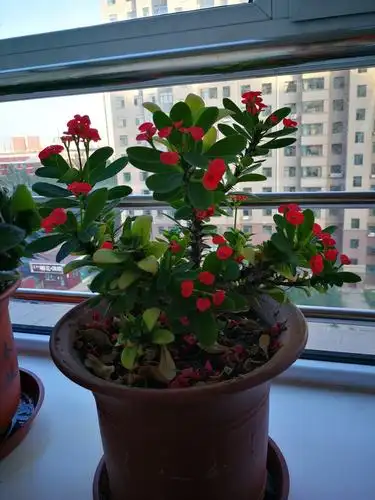 飞越家养花卉集锦